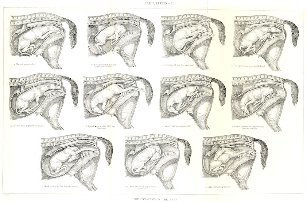 VETERINARY MEDICINE. Parturition – presentation in the mare 1912 old print